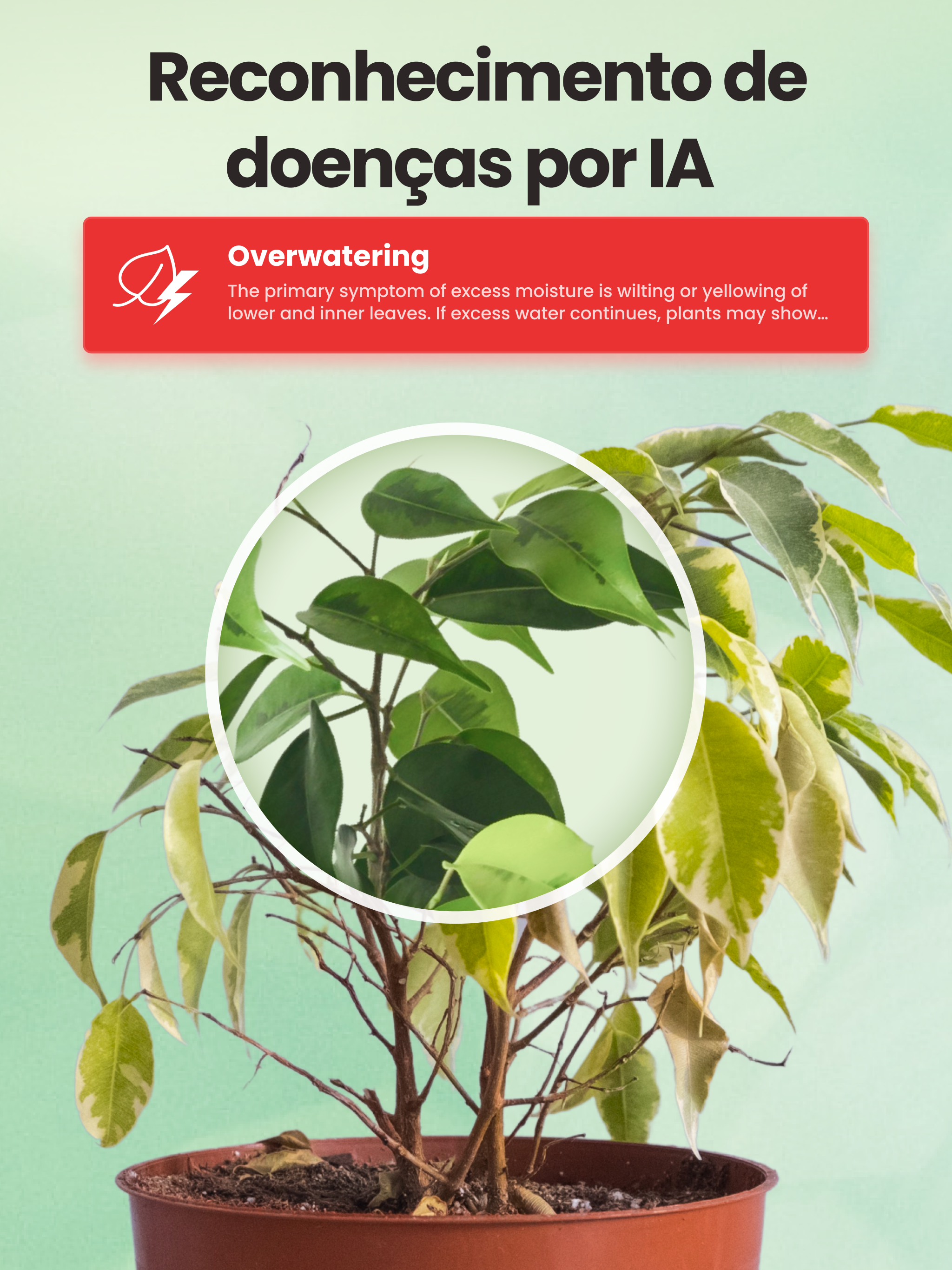 Captura de ecrã 2 da app Identificador－Plantas e Flores