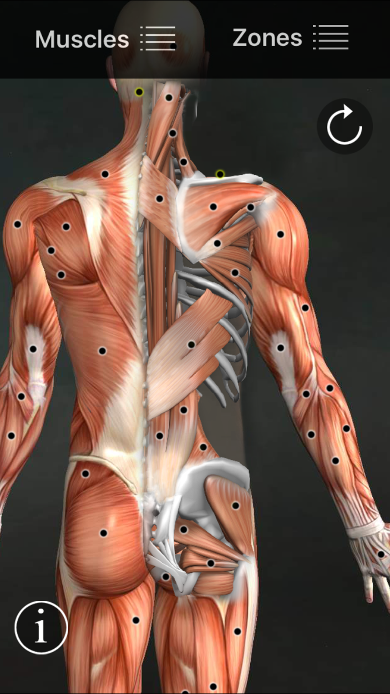 Captura de ecrã 1 da app Muscle Trigger Points