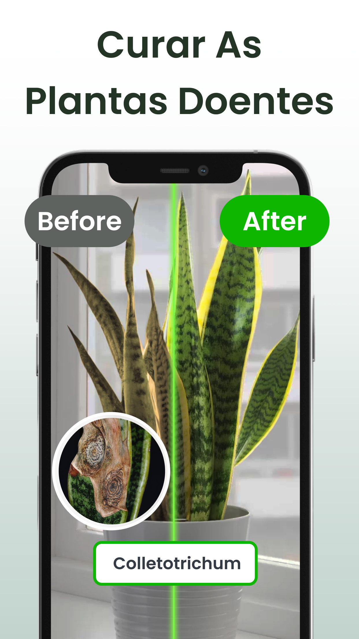 Captura de ecrã 3 da app Identificar plantas: Plantiary
