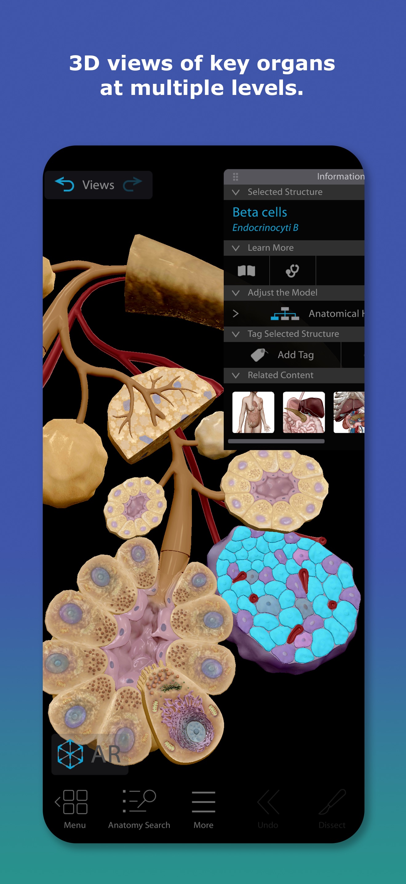 Captura de ecrã 2 da app Human Anatomy Atlas 2026