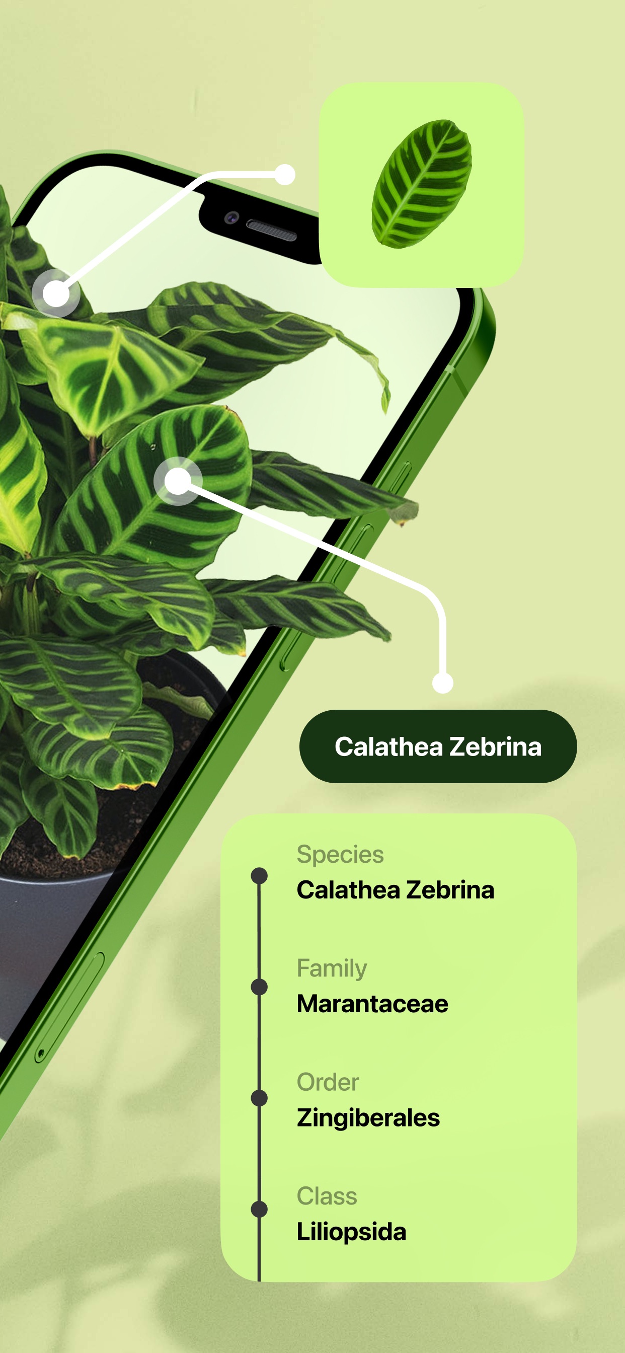 Captura de ecrã 2 da app Leaf Identification