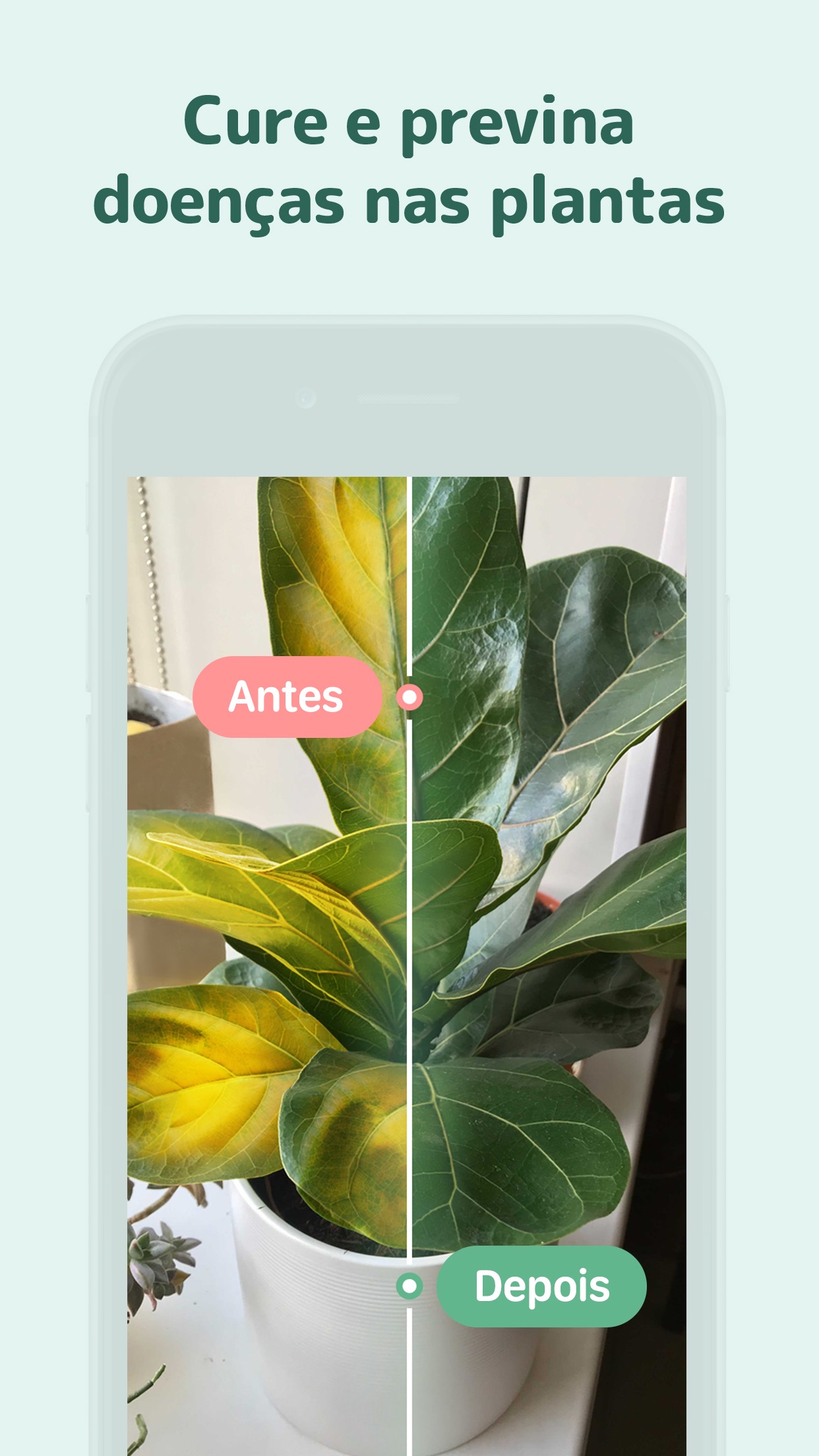 Captura de ecrã 3 da app Blossom - Reconhece Plantas