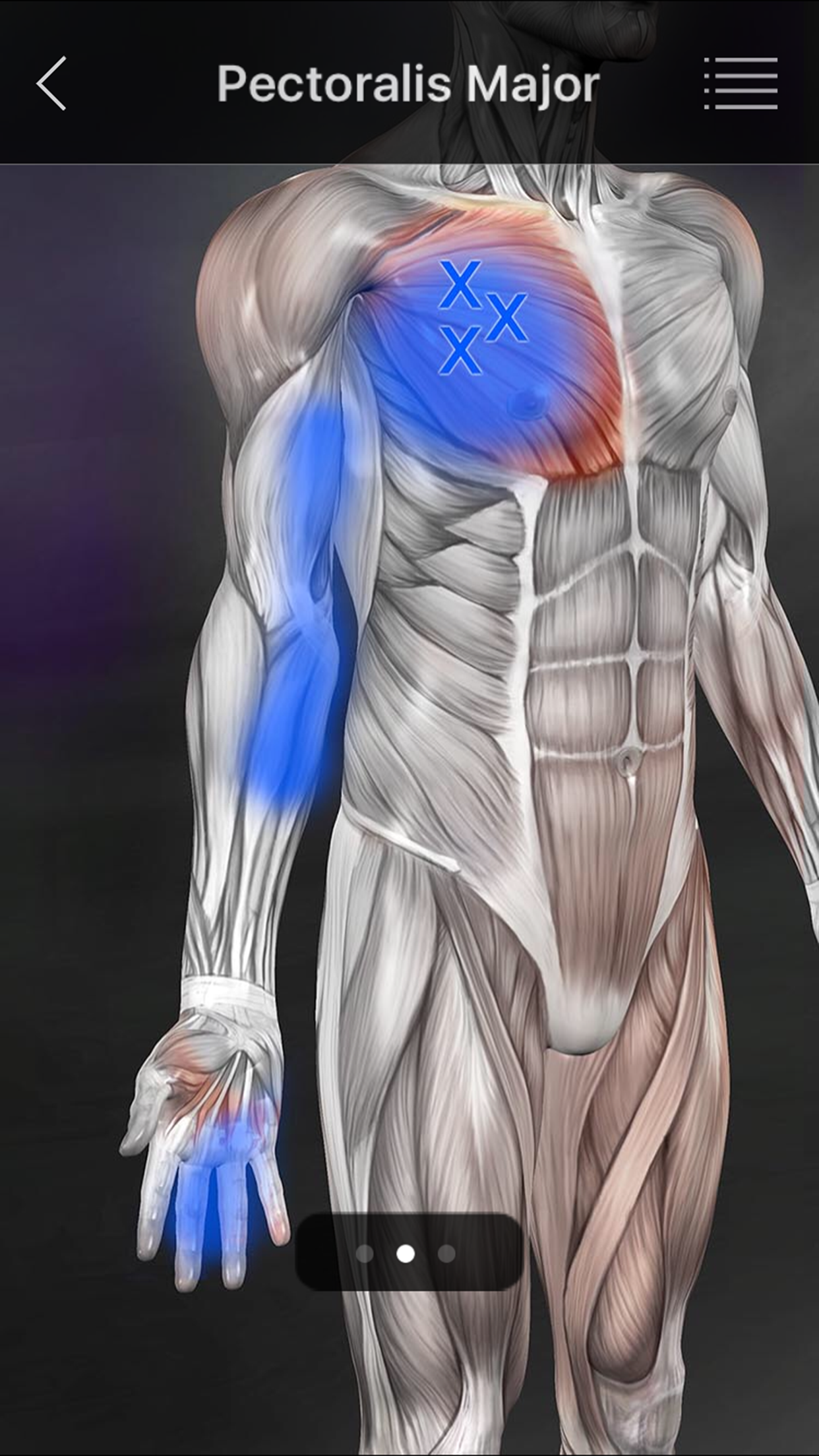 Captura de ecrã 4 da app Muscle Trigger Points