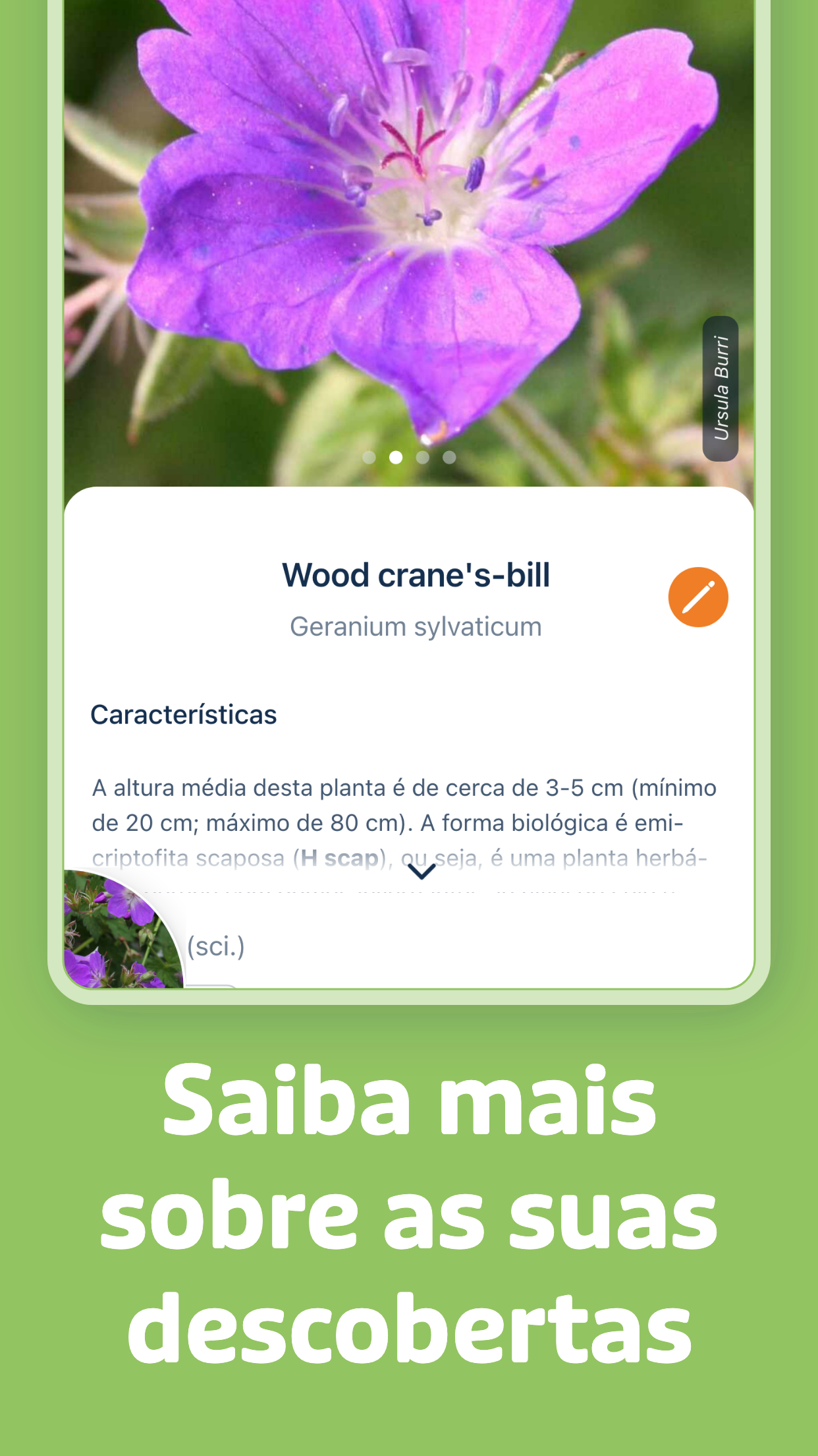 Captura de ecrã 3 da app Flora Incognita