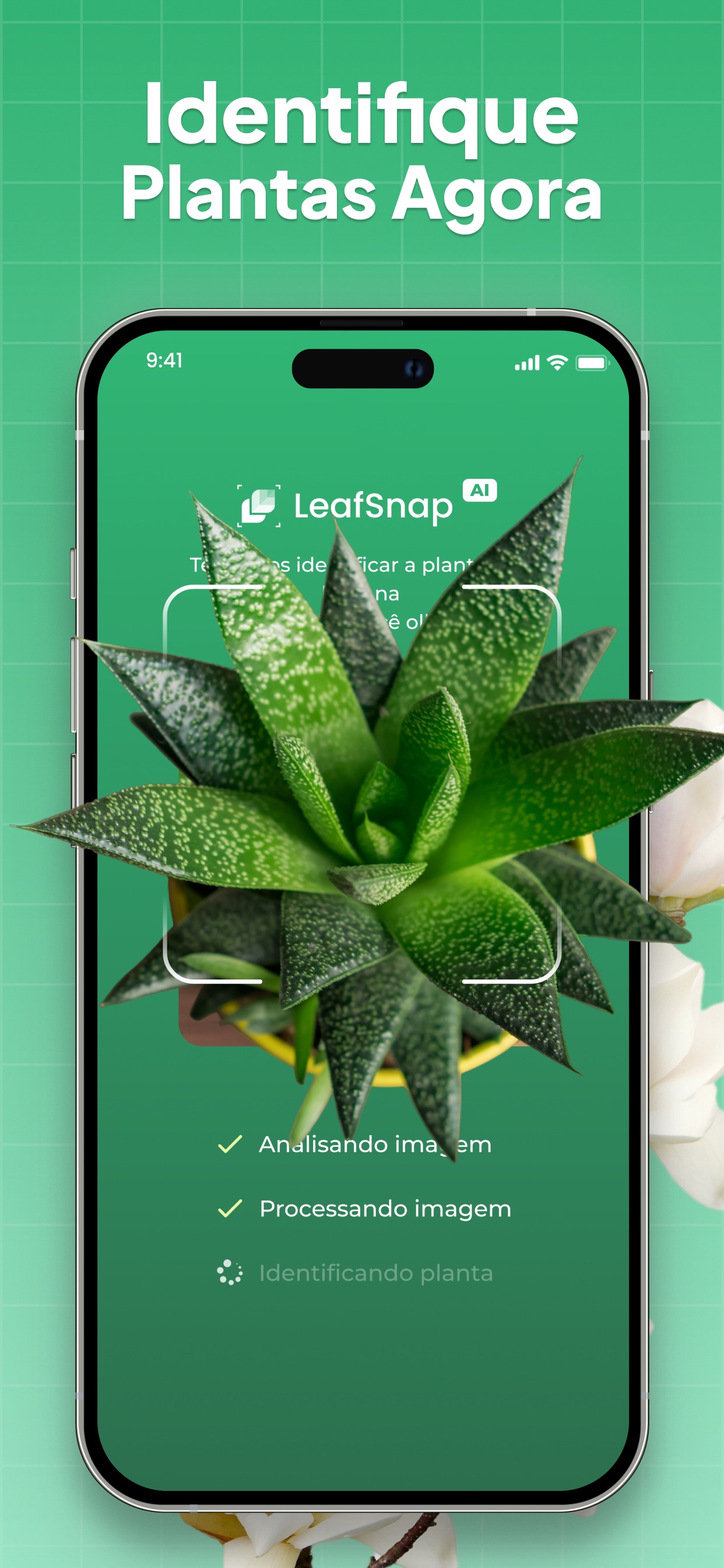Captura de ecrã 1 da app Identificar Plantas: LeafSnap