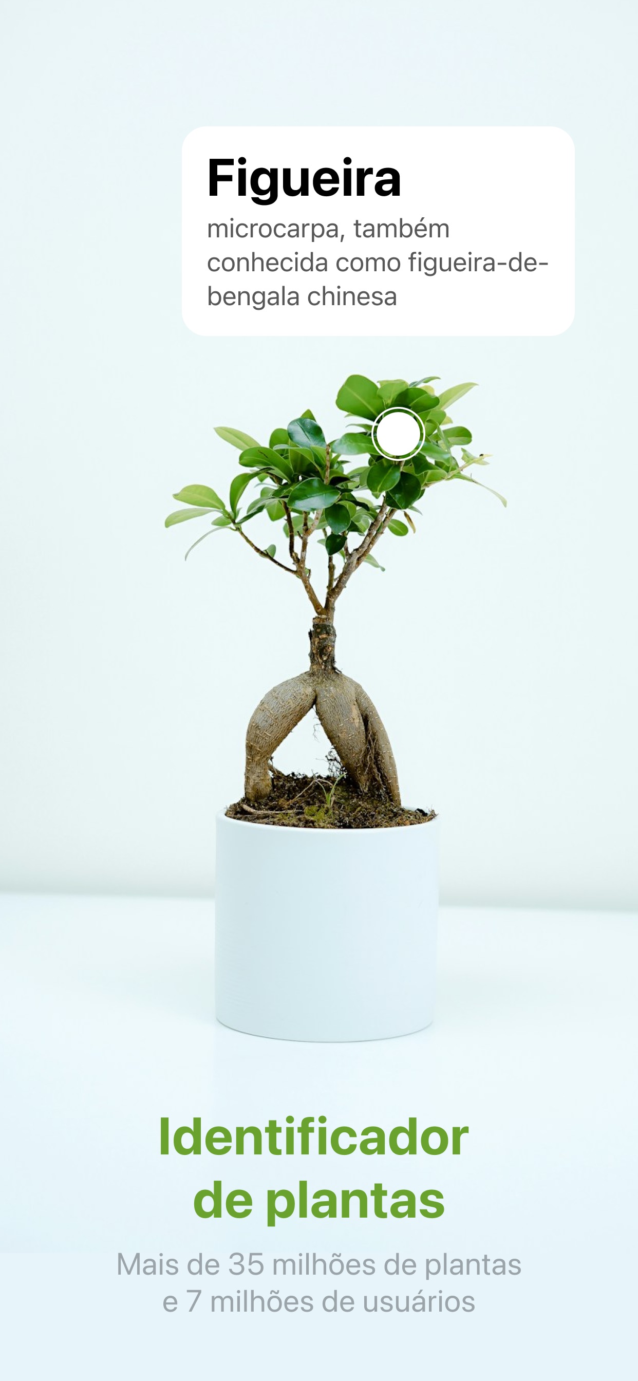 Captura de ecrã 1 da app Identificador de plantas