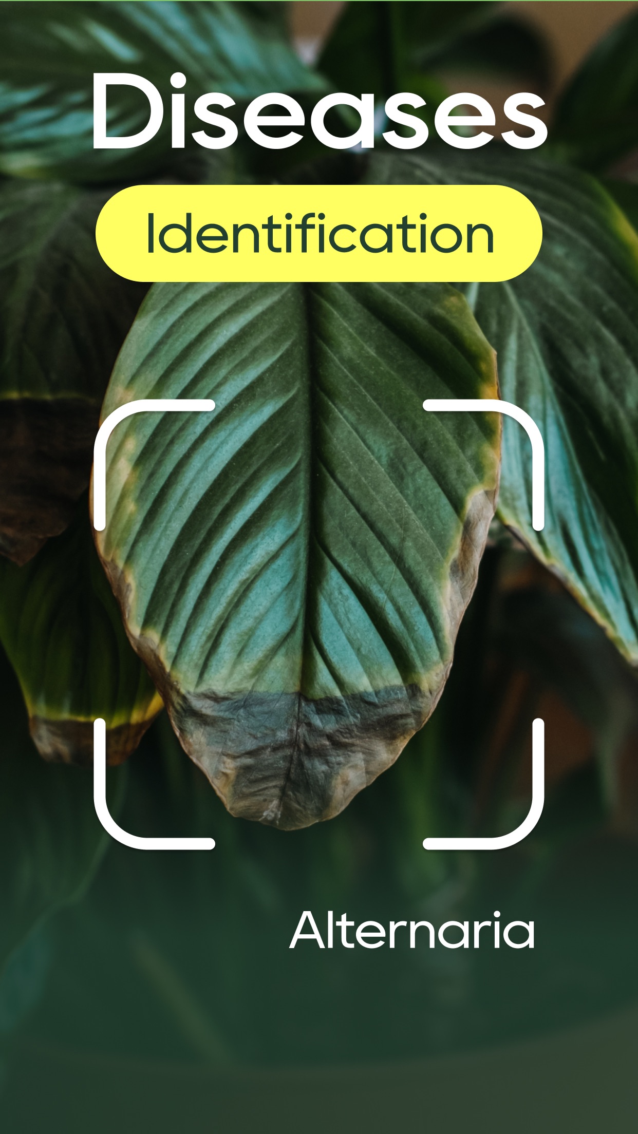 Captura de ecrã 2 da app Identificador plantas PLNTai