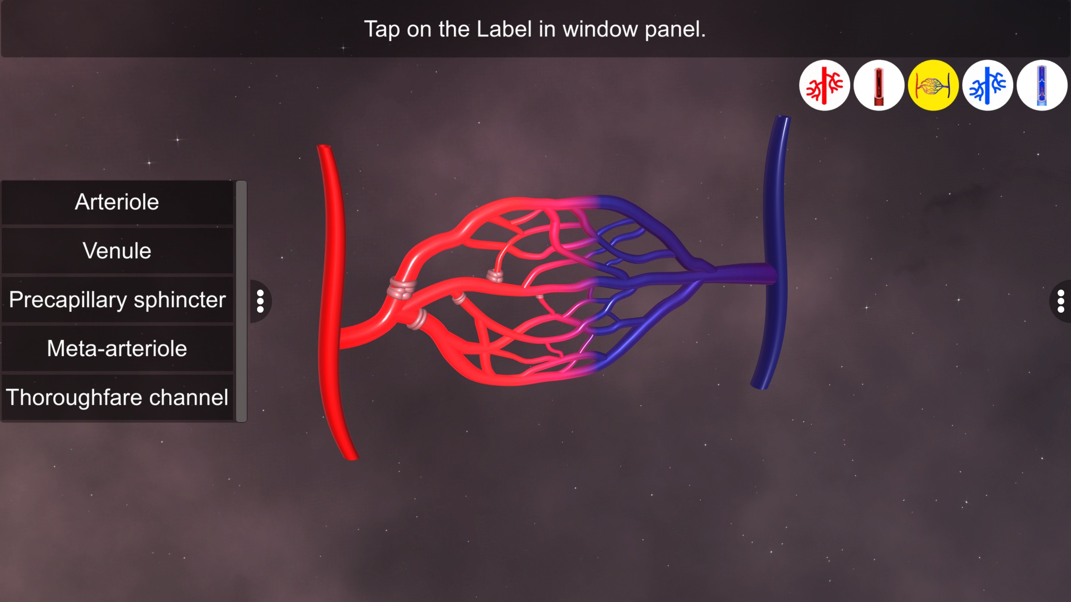 Captura de ecrã 4 da app Vascular system