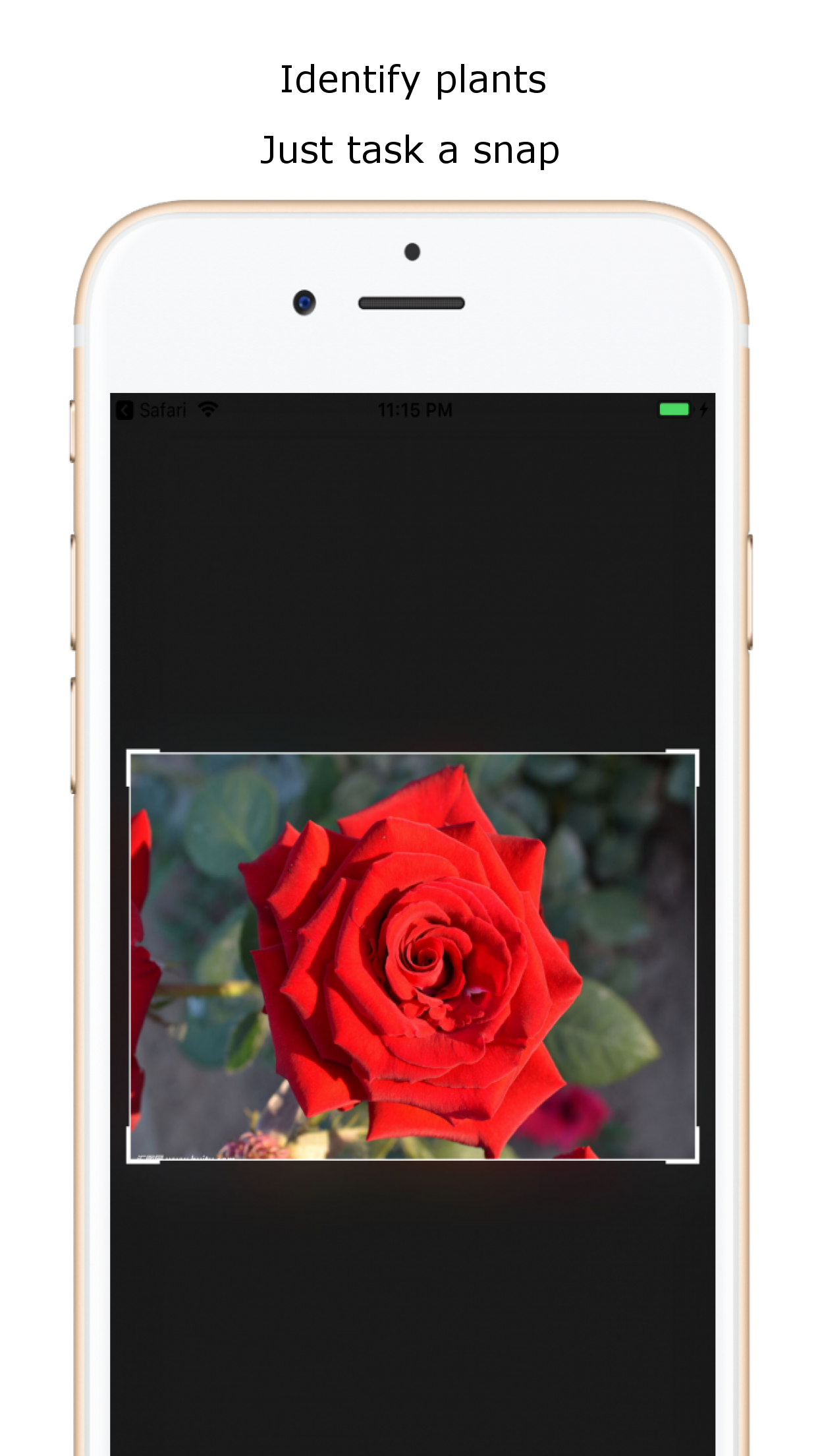 Captura de ecrã 1 da app iplant - Plant identifier