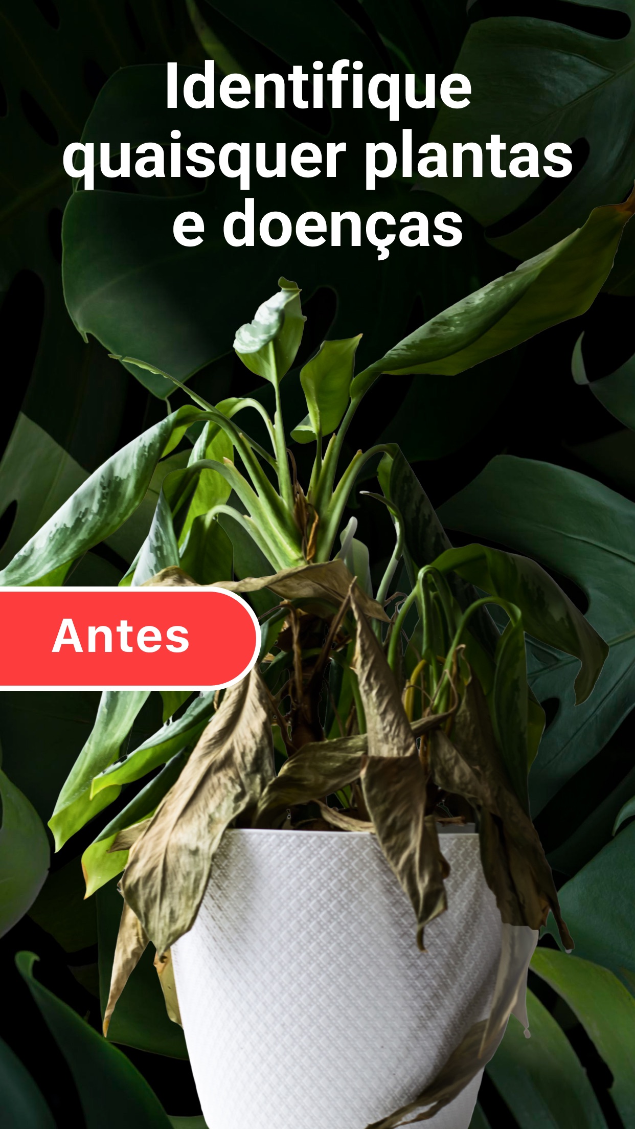 Captura de ecrã 1 da app Lily: Identificador de plantas