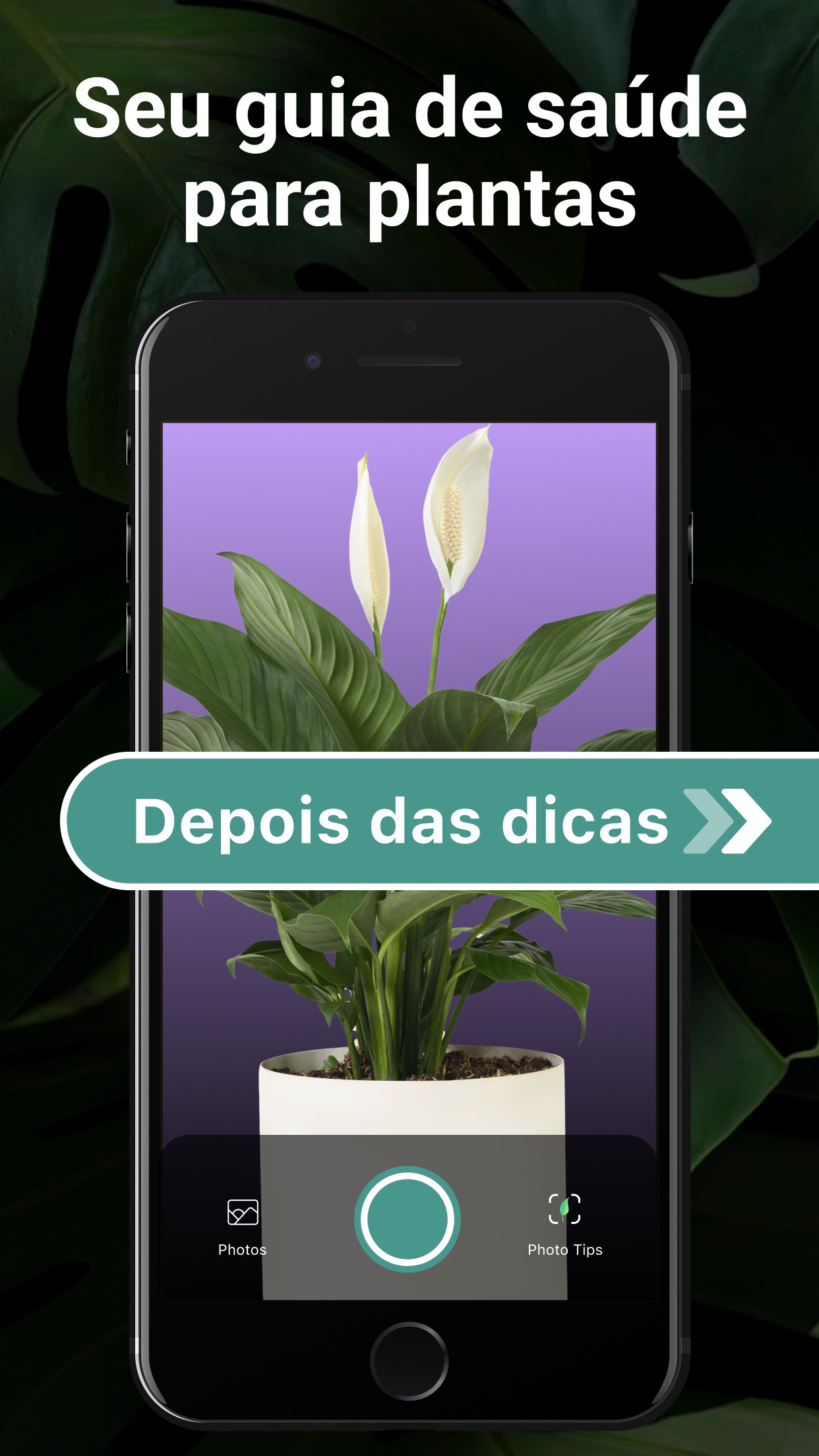Captura de ecrã 3 da app Lily: Identificador de plantas