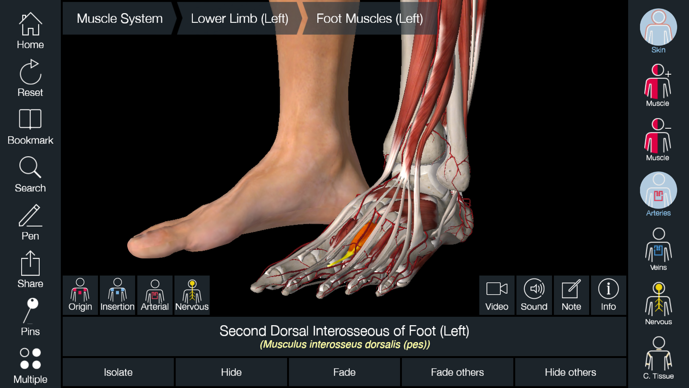 Essential Anatomy 5 screenshot 4