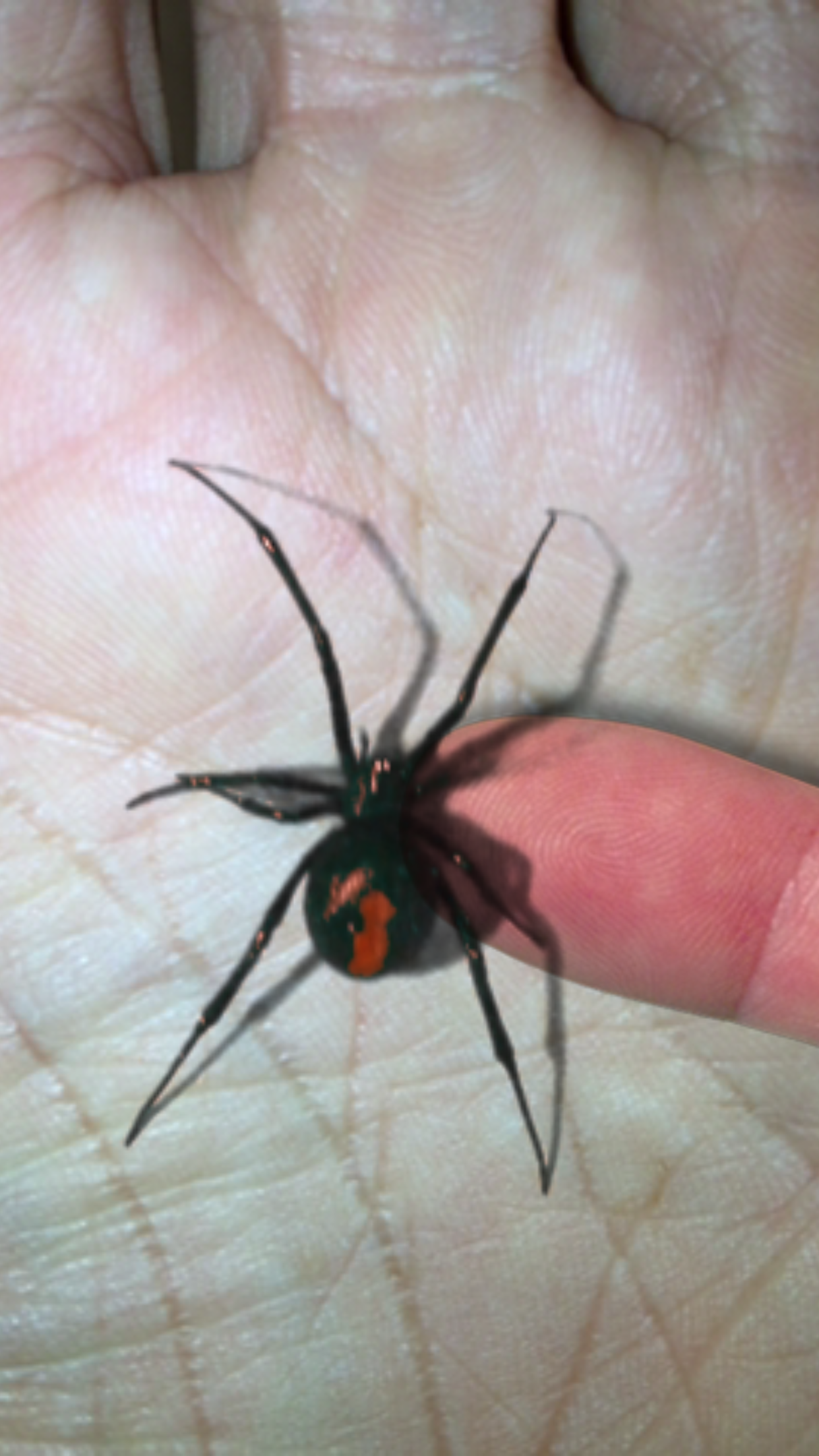 Magic Spider - My Pet Boris screenshot 4