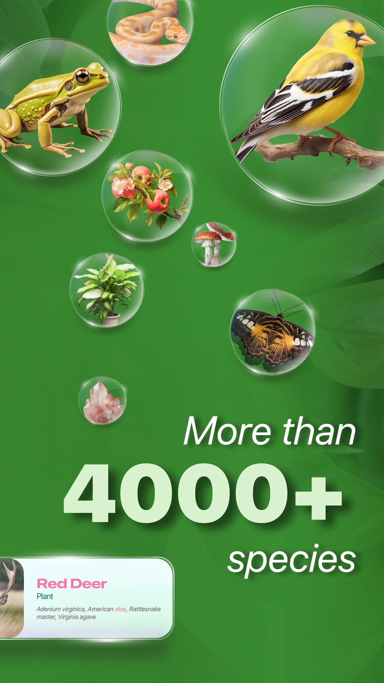 Captura de ecrã 2 da app Nature ID - Plant Identifier