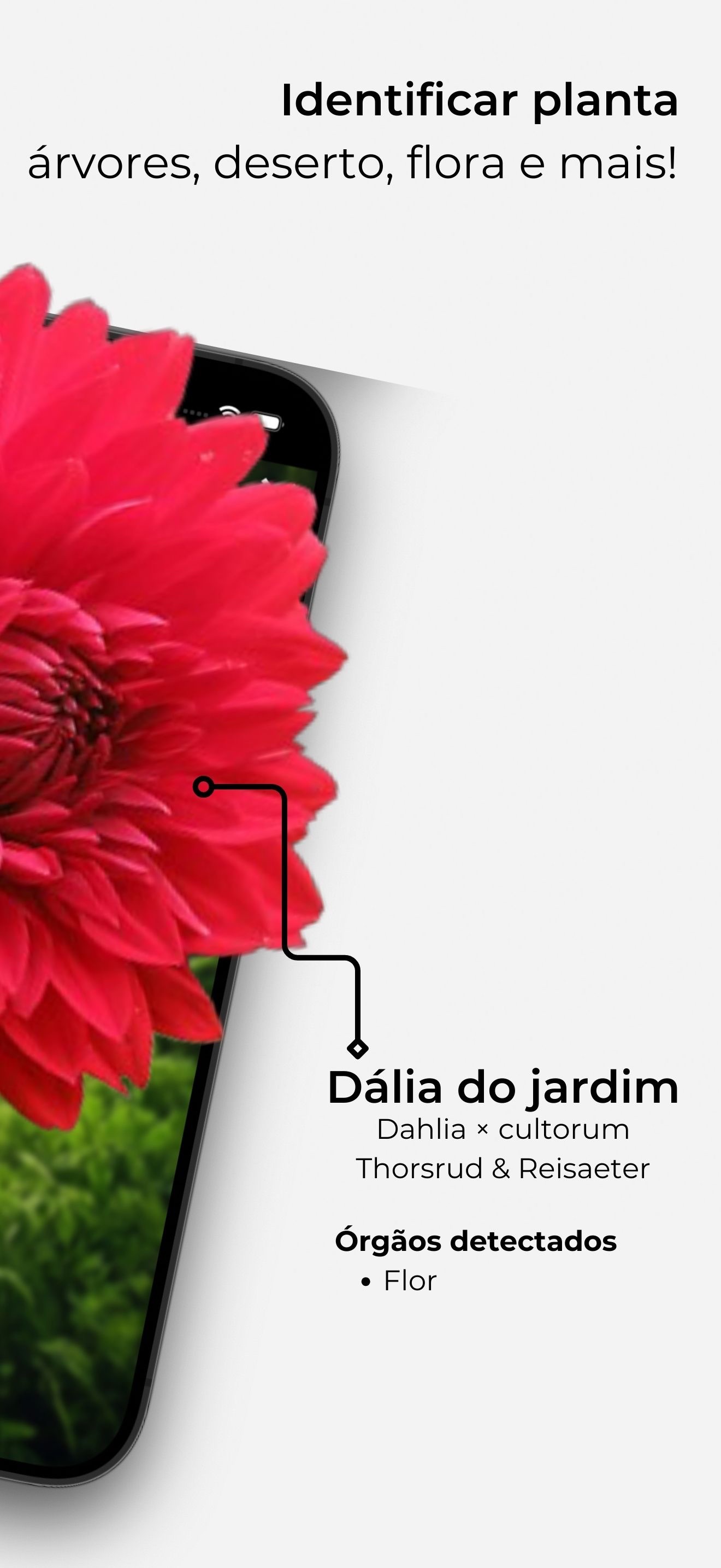 Captura de ecrã 2 da app Identificador de Plantas App'