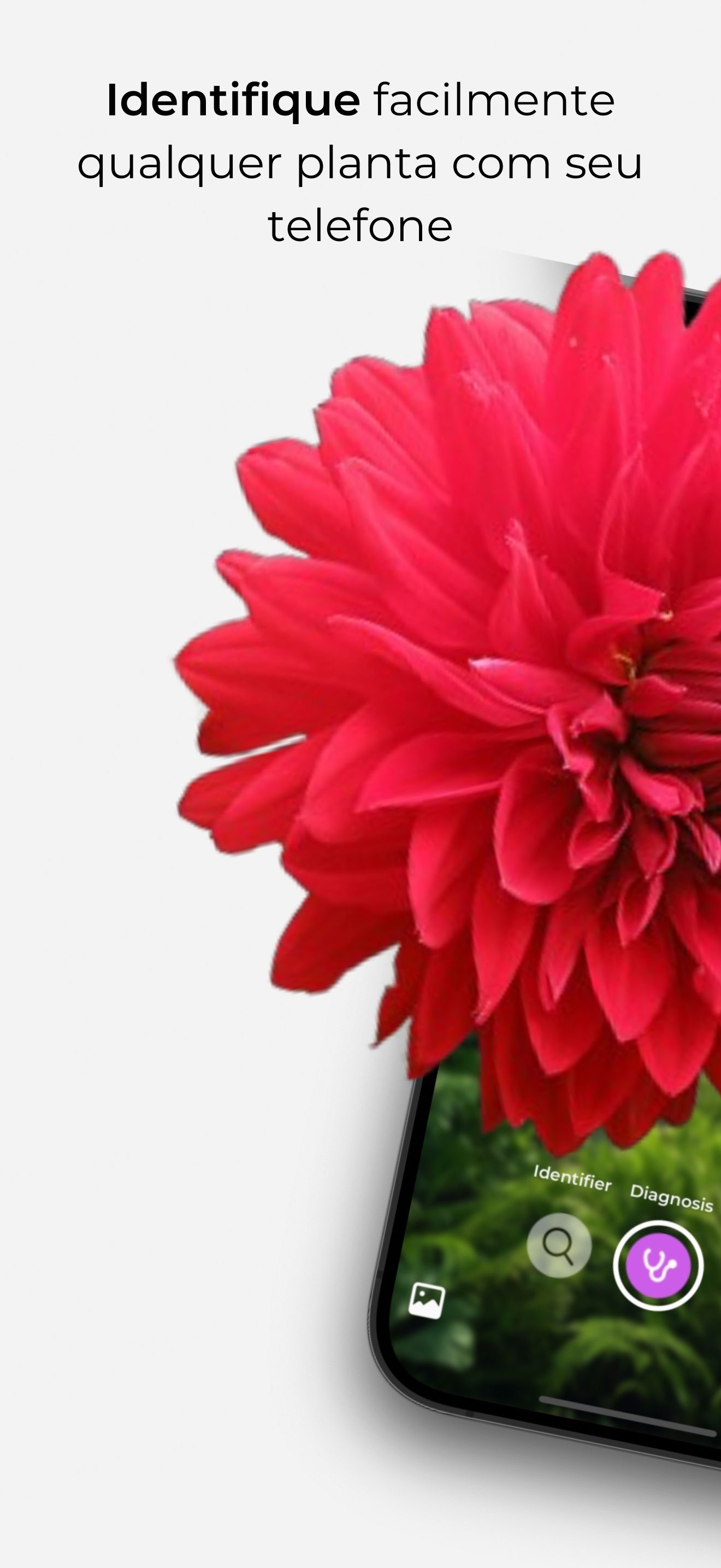Captura de ecrã 1 da app Identificador de Plantas App'