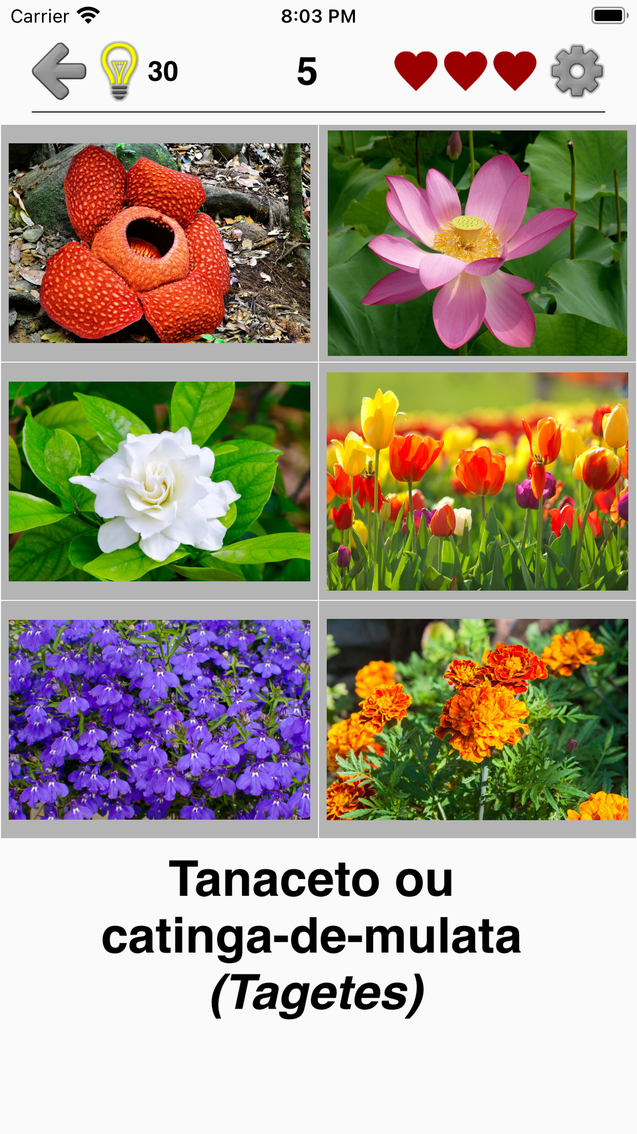 Captura de ecrã 2 da app Flores: identificar as plantas