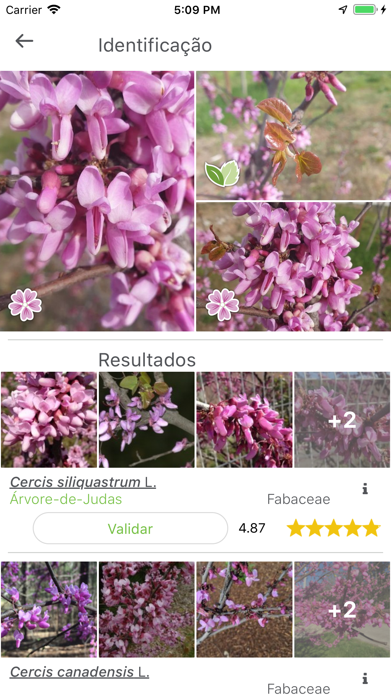 Captura de ecrã 2 da app PlantNet